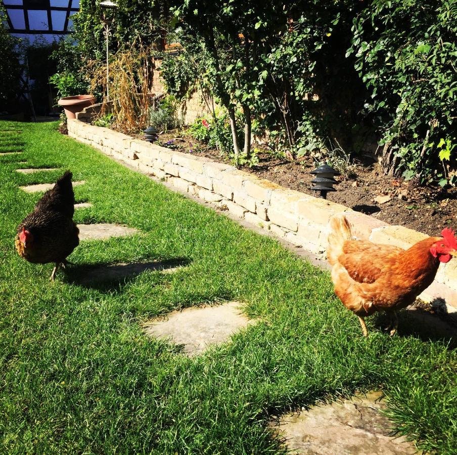 IttenheimLa Grange Aux Coqs住宿加早餐旅馆 外观 照片